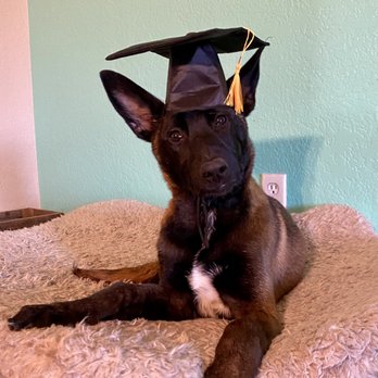 Inertia Canine - Puppy Camper Koda on graduation day - Pet Training Near Me Inertia Canine - Puppy Camper Koda on graduation day - Pet Training Near Me