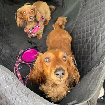 Behavior Vets - Lots of positive reinforcement for another adventure. - Pet Training Near Me - Castle Rock, Colorado