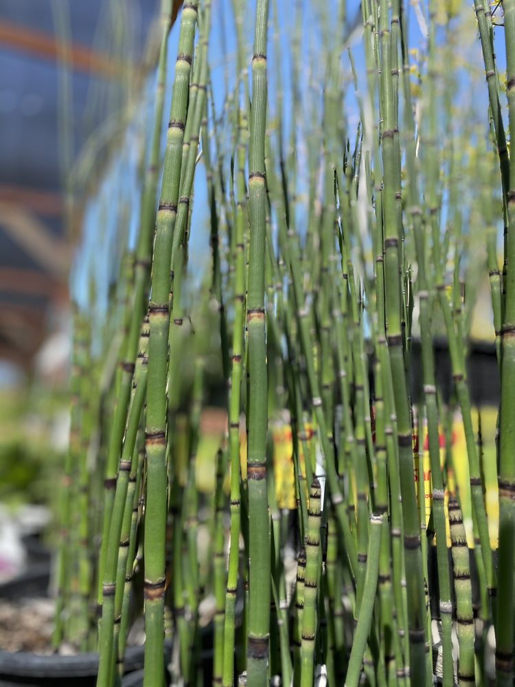 EL RANCHO NURSERY 41 Photos & 63 Reviews 5098 Ellsworth Rd