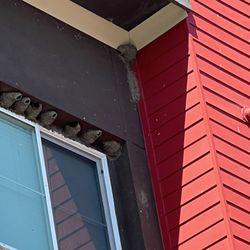 The Braydon Apartments - Swallow nests