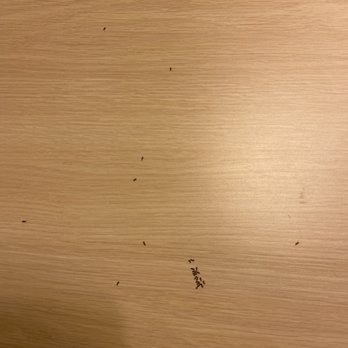 Motel 6 - Ants - Hotels Near Me - Big Bear Lake, California Motel 6 - Ants - Hotels Near Me - Big Bear Lake, California