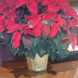 Poinsettia plant inside Red Lobster in Gresham, Oregon.