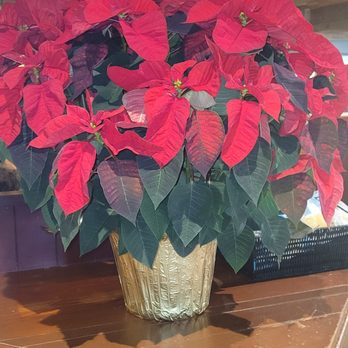 Red Lobster - Poinsettia plant inside Red Lobster in Gresham, Oregon. - Seafood Near Me - Gresham, Oregon