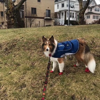 VIP Canine - Dog Walkers Near Me VIP Canine - Dog Walkers Near Me