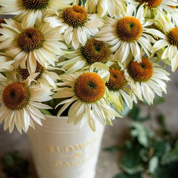 Blooms with Zevity - Florists Near Me - Salmon Arm, British Columbia Blooms with Zevity - Florists Near Me - Salmon Arm, British Columbia