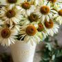 Photo of Blooms with Zevity