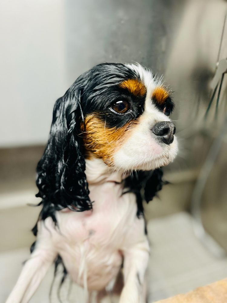 Rosedale Pet Resort