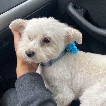 sandy's pampered pets