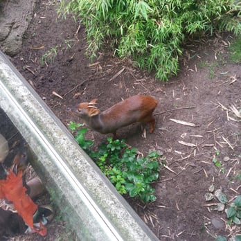 Queens Zoo - Pudu - Zoos Near Me - Corona, New York Queens Zoo - Pudu - Zoos Near Me - Corona, New York