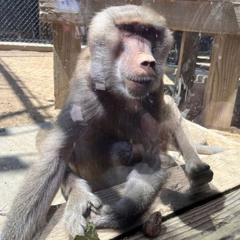 Monterey Zoo - Baboon - Zoos Near Me - Salinas, California Monterey Zoo - Baboon - Zoos Near Me - Salinas, California