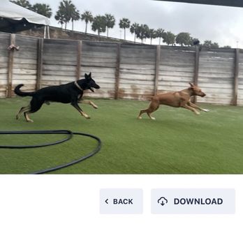 Kanine Social - Bars Near Me - Jacksonville, Florida