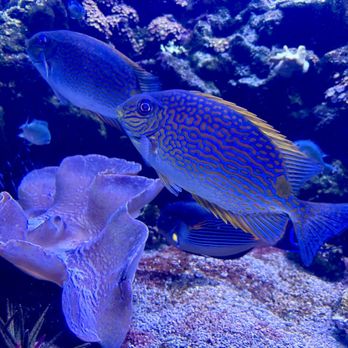 Downtown Aquarium - Museums Near Me - Denver, Colorado Downtown Aquarium - Museums Near Me - Denver, Colorado