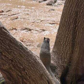 Zion National Park - September 2, 2026 - Squirrel checking out river after flash flood. - Hiking Near Me - Springdale, Utah Zion National Park - September 2, 2026 - Squirrel checking out river after flash flood. - Hiking Near Me - Springdale, Utah