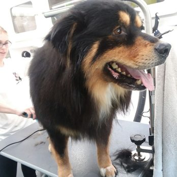 Reese's Rainbow Mobile Pet Salon - First timer and loved every minute - Pet Groomers Near Me Reese's Rainbow Mobile Pet Salon - First timer and loved every minute - Pet Groomers Near Me