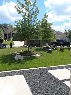 Tree Services - Waldemar Landscaping Design – Professional Tree Services in Austin, TX & Surrounding Areas
Enhance your property’s beauty and safety with expert tree services from Waldemar Landscaping Design. Serving Austin, TX and nearby communities, we specialize in tree trimming, tree pruning, tree removal, stump grinding, and tree planting.
Our tree services include:
Tree trimming to maintain health and curb appeal
Precision tree pruning for optimal growth and structure
Safe and efficient tree removal
Professional stump grinding for a clean, level yard
Expert tree planting to enrich your landscape
Trust Waldemar Landscaping Design for reliable, skilled, and fully insured tree care. Our experienced team delivers exceptional results with attention to detail and a commitment to customer satisfaction.
Contact Waldemar Landscaping Design today for a free estimate on tree trimming, pruning, removal, planting, or stump grinding in Austin and surrounding areas. Your trees deserve the best! Tree Services - Waldemar Landscaping Design – Professional Tree Services in Austin, TX & Surrounding Areas
Enhance your property’s beauty and safety with expert tree services from Waldemar Landscaping Design. Serving Austin, TX and nearby communities, we specialize in tree trimming, tree pruning, tree removal, stump grinding, and tree planting.
Our tree services include:
Tree trimming to maintain health and curb appeal
Precision tree pruning for optimal growth and structure
Safe and efficient tree removal
Professional stump grinding for a clean, level yard
Expert tree planting to enrich your landscape
Trust Waldemar Landscaping Design for reliable, skilled, and fully insured tree care. Our experienced team delivers exceptional results with attention to detail and a commitment to customer satisfaction.
Contact Waldemar Landscaping Design today for a free estimate on tree trimming, pruning, removal, planting, or stump grinding in Austin and surrounding areas. Your trees deserve the best!