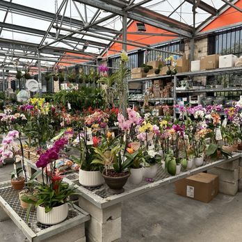 The Home Depot - Beautiful orchid selection - Nurseries & Gardening Near Me - West Palm Beach, Florida The Home Depot - Beautiful orchid selection - Nurseries & Gardening Near Me - West Palm Beach, Florida