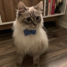 Distinguished gentleman Distinguished gentleman