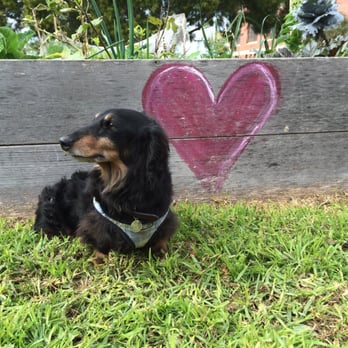 Melbourne Dog Company - Dog Walkers Near Me Melbourne Dog Company - Dog Walkers Near Me