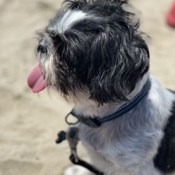 Kehoe Beach - Dog Friendly