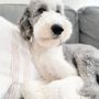 Photo of Ellie’s Grooming