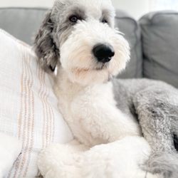 Ellie’s Grooming
