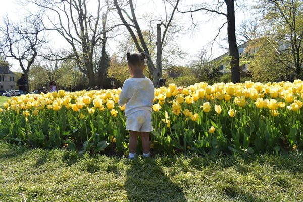 Sherwood Gardens by null