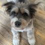 Photo of A.R.F.-Animal Rescue Foundation