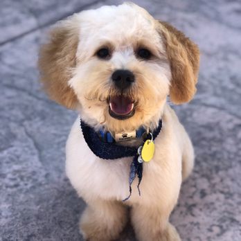 Shear Canine - Pet Groomers Near Me - Brentwood, California Shear Canine - Pet Groomers Near Me - Brentwood, California
