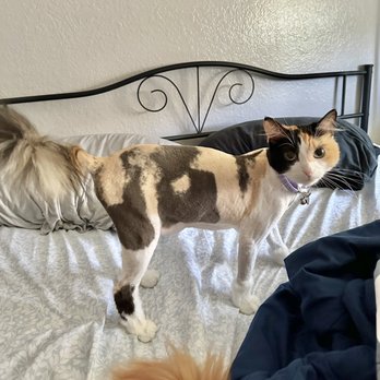 Happy Cat Grooming - After the grooming; Eunice and her husband made the appointment the least bit stressful so she was able to adapt to the haircut just fine! - Pet Groomers Near Me - Cypress, California