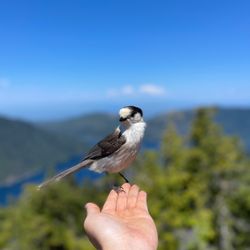 Mount Storm King - Friendly birds at the top