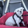 Eastlake Village Vet Clinic gift card