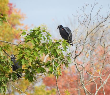 Hawks Nest State Park by null
