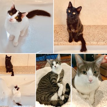 Grooming Butler - Happy well-groomed cats and kittens - Pet Groomers Near Me Grooming Butler - Happy well-groomed cats and kittens - Pet Groomers Near Me
