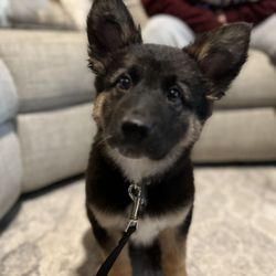 West Coast K-9 Training - Whiskey in training