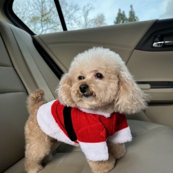 Perfect Pet Salon - Pet Groomers Near Me - Concord, California Perfect Pet Salon - Pet Groomers Near Me - Concord, California