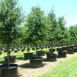Buying trees direct from a tree farm ensures healthier, fresher, and stronger trees at better prices, grown for your local climate.