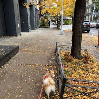 Spring Streets Finest Deli - a dog on a leash - Delis Near Me - New York, New York Spring Streets Finest Deli - a dog on a leash - Delis Near Me - New York, New York