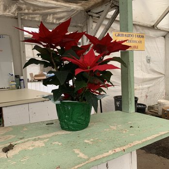 Gribaudo Farms - Poinsettia - Nurseries & Gardening Near Me - Lodi, California Gribaudo Farms - Poinsettia - Nurseries & Gardening Near Me - Lodi, California