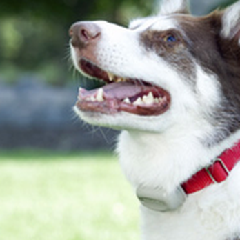 Pet Stop - http://www.stlousdogfence.com - Pet Stores Near Me - O'fallon, Missouri Pet Stop - http://www.stlousdogfence.com - Pet Stores Near Me - O'fallon, Missouri