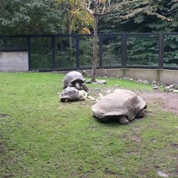 Turtles as big as Volkswagens. I shit you not.