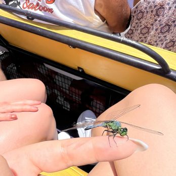 Ultimate Swamp Adventures - Dragonfly we held on the boat - Tours Near Me - Westwego, Louisiana Ultimate Swamp Adventures - Dragonfly we held on the boat - Tours Near Me - Westwego, Louisiana