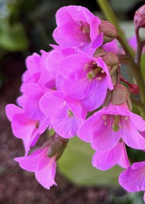 Greenbank Farm by null