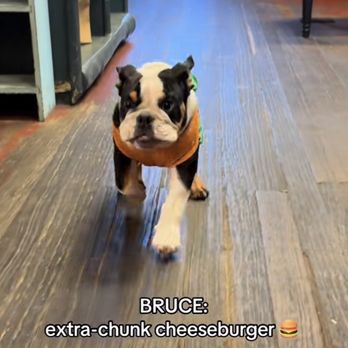 Camp K-9 Resort - Justice for Bruce who showed up for play time in his Halloween costume - Pet Boarding Near Me - York, South Carolina