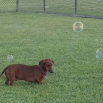Oakdale Dog Park - Oliver is not sure about bacon flavored bubbles. - Dog Parks Near Me - Oakdale, California Oakdale Dog Park - Oliver is not sure about bacon flavored bubbles. - Dog Parks Near Me - Oakdale, California