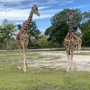 Zoo Miami - Giraffes - Zoos Near Me - Miami, Florida Zoo Miami - Giraffes - Zoos Near Me - Miami, Florida