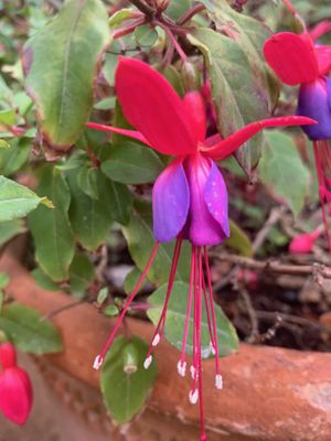 Jardíns de Cap Roig by null