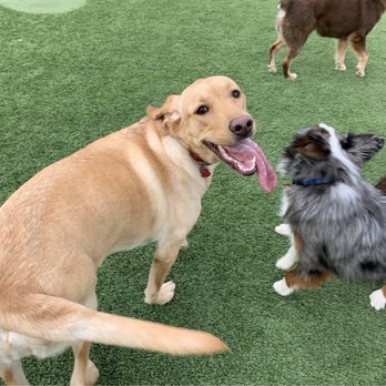 Paws & Play Pet Resort - Pet Groomers Near Me - Midland, Texas