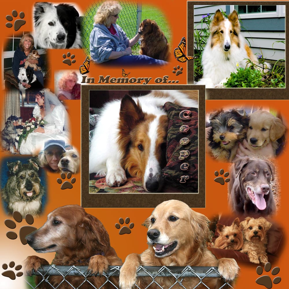 Coopers Companions Pet Services - pet boarding facility in Rexford, NY