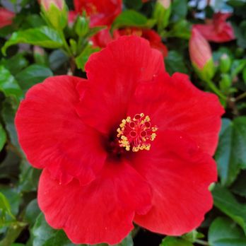 Carpinito Brothers - Nurseries & Gardening Near Me - Kent, Washington