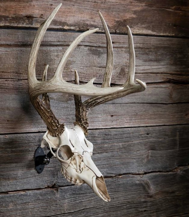 S & W Skulls - taxidermy in Harrah, OK